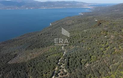 Era Söz'den Edincik'te Deniz Manzaralı Yatırımlık Zeytinlik