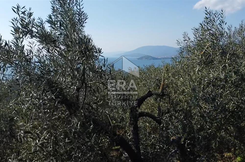 Era Söz'den Edincik'te Deniz Manzaralı Yatırımlık Zeytinlik