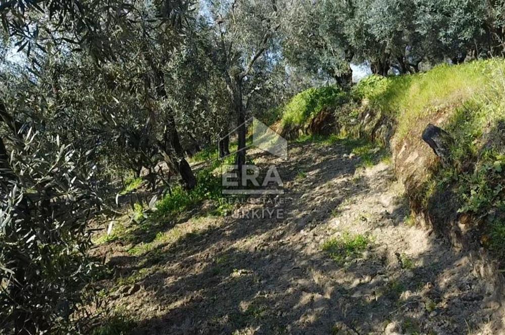 Era Söz'den Edincik'te Deniz Manzaralı Yatırımlık Zeytinlik