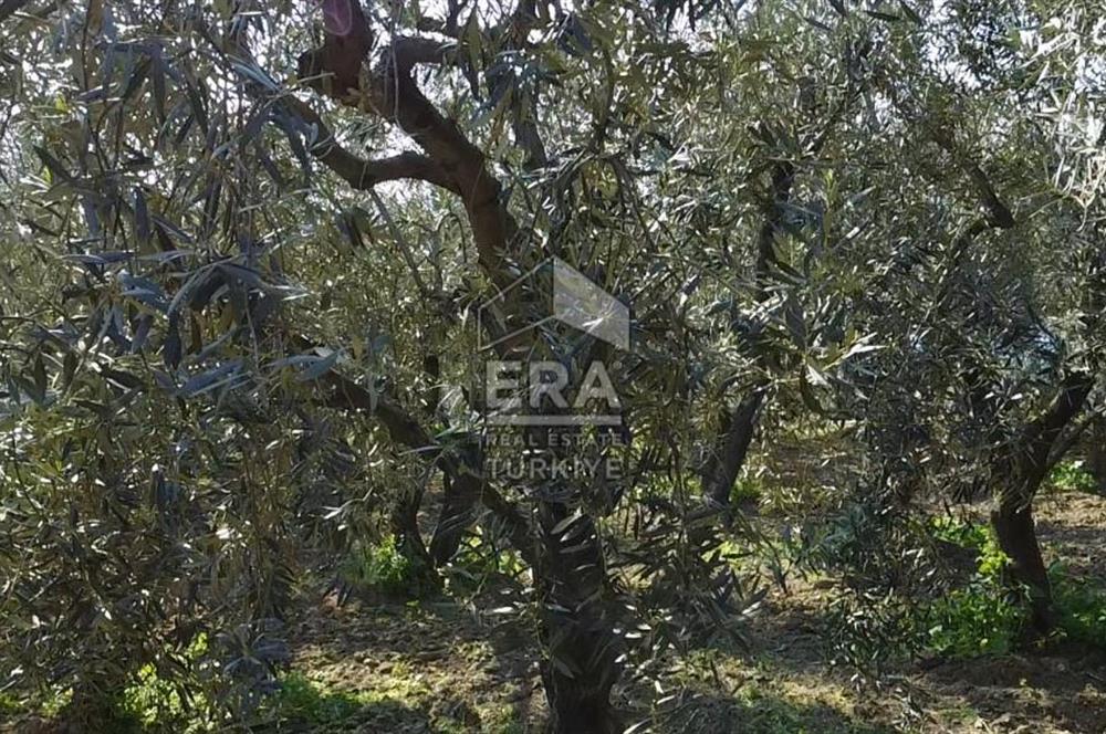 Era Söz'den Edincik'te Deniz Manzaralı Yatırımlık Zeytinlik