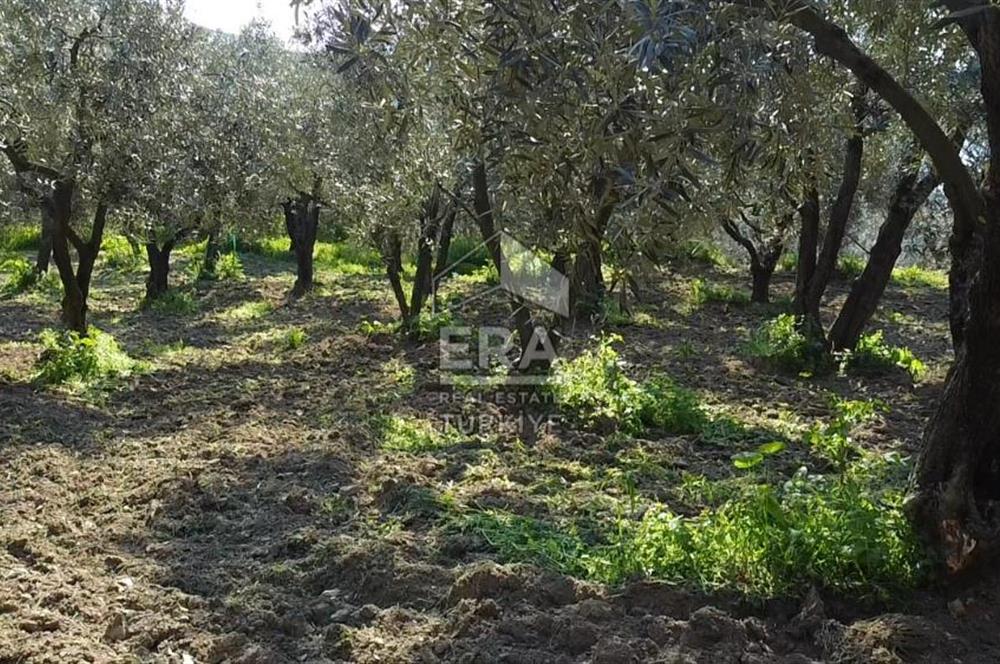 Era Söz'den Edincik'te Deniz Manzaralı Yatırımlık Zeytinlik