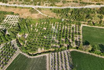 BALIKESİR ALTIEYLÜL DE SATILIK 12.467M² CEVİZLİK - 2 - 15537