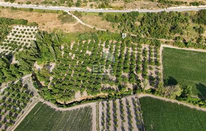 BALIKESİR ALTIEYLÜL DE SATILIK 12.467M² CEVİZLİK