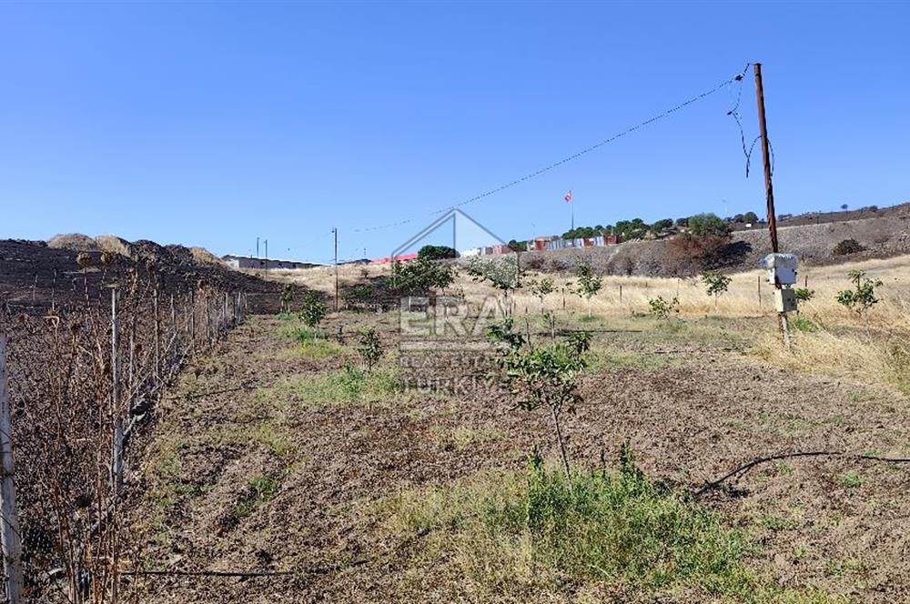 ERA SÖZDEN BALIKESİR KARESİ KAVAKLI’DA ASFALT YOLA CEPHELİ, ARTEZYEN KUYULU SATILIK CEVİZ BAHÇESİ