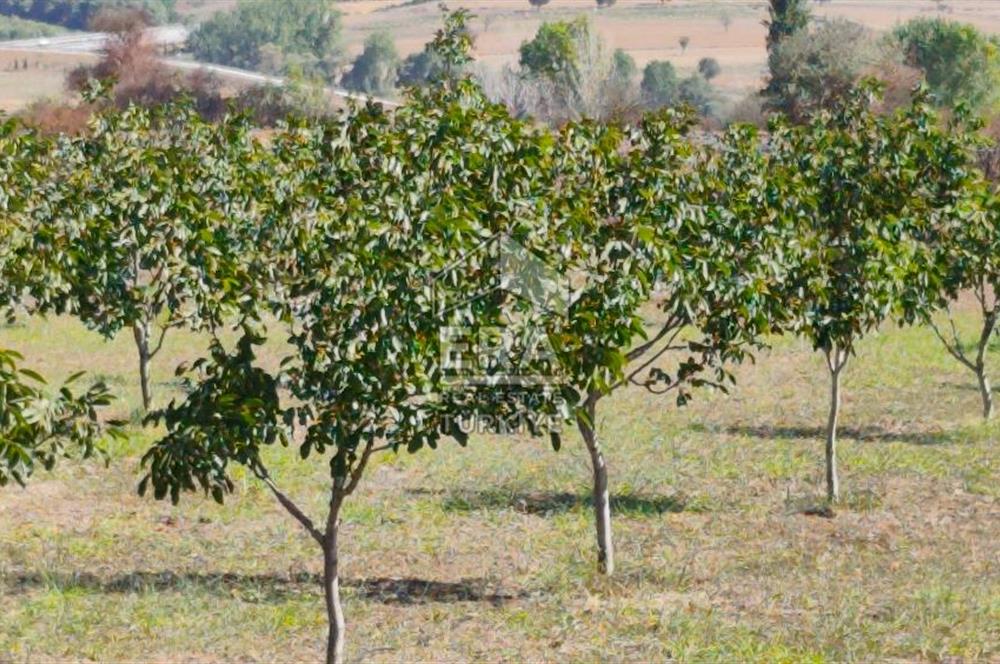 BALIKESİR KAVAKLIDA YATIRIMLIK TARLA