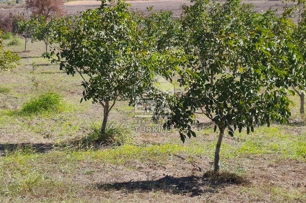 BALIKESİR KAVAKLIDA YATIRIMLIK TARLA