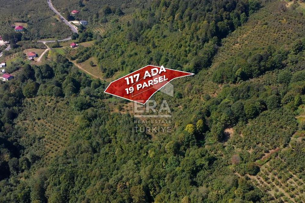 SAKARYA HENDEK KARADERE'DE SATILIK YATIRIMLIK FINDIKLIK