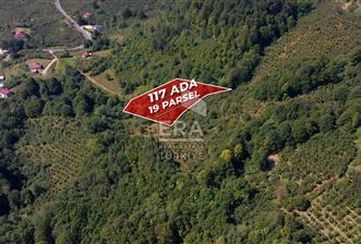 SAKARYA HENDEK KARADERE'DE SATILIK YATIRIMLIK FINDIKLIK - 1 - 15700