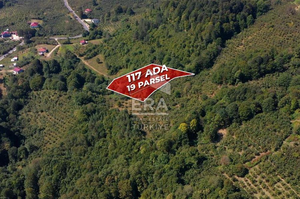 SAKARYA HENDEK KARADERE'DE SATILIK YATIRIMLIK FINDIKLIK