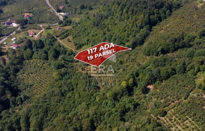 SAKARYA HENDEK KARADERE'DE SATILIK YATIRIMLIK FINDIKLIK