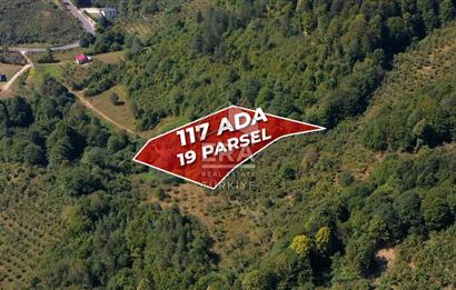 SAKARYA HENDEK KARADERE'DE SATILIK YATIRIMLIK FINDIKLIK