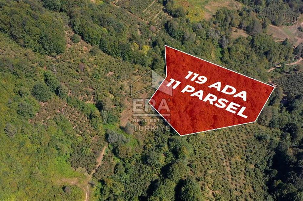 SAKARYA HENDEK KARADERE'DE SATILIK YATIRIMLIK FINDIKLIK