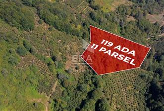 SAKARYA HENDEK KARADERE'DE SATILIK YATIRIMLIK FINDIKLIK - 1 - 15699