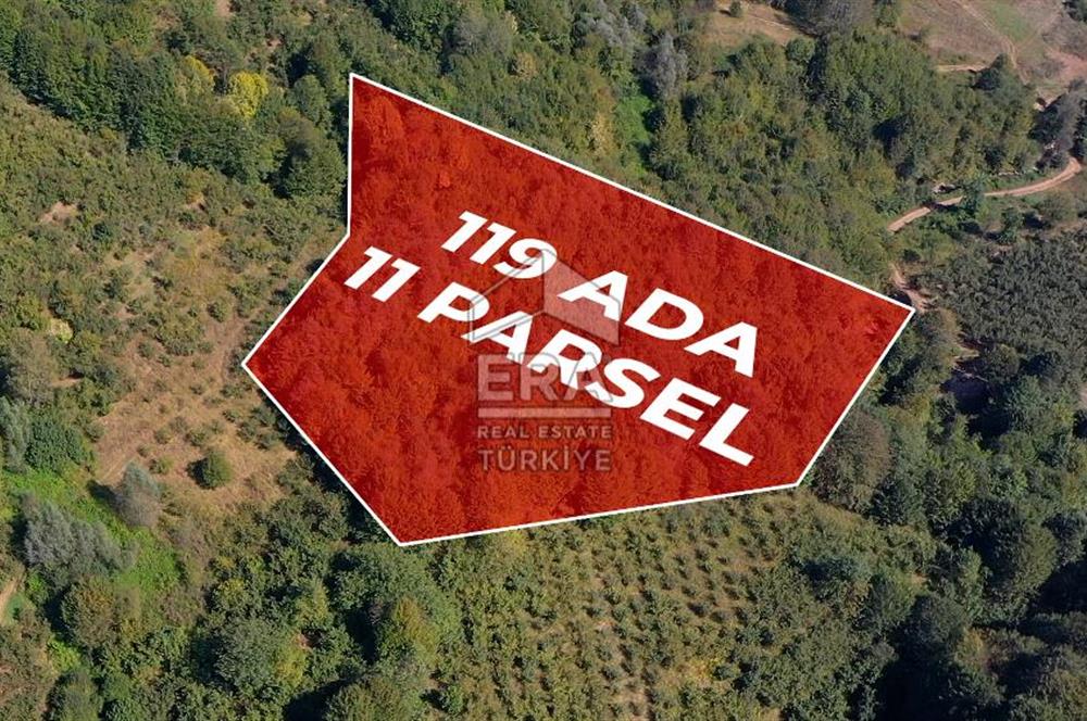 SAKARYA HENDEK KARADERE'DE SATILIK YATIRIMLIK FINDIKLIK
