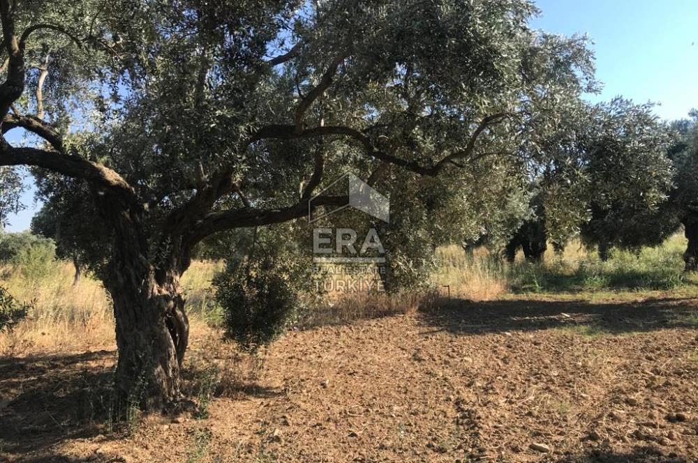 ERA NİVA'DAN TORBALI ÇAKIRBEYLİ'DE SATILIK 3365m² ARSA VE EVİ