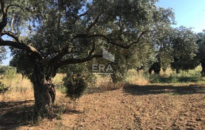 ERA NİVA'DAN TORBALI ÇAKIRBEYLİ'DE SATILIK 3365m² ARSA VE EVİ