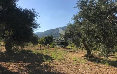 ERA NİVA'DAN TORBALI ÇAKIRBEYLİ'DE SATILIK 3365m² ARSA VE EVİ