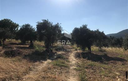 ERA NİVA'DAN TORBALI ÇAKIRBEYLİ'DE SATILIK 3365m² ARSA VE EVİ